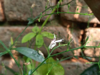 Andrographis paniculata flower. Its other name 
creat or green chireta. Its has been traditionally used to treat infections and some diseases. Mostly the leaves and roots is used for medicinal purpose