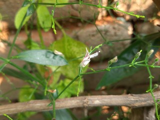 Andrographis paniculata flower. Its other name 
creat or green chireta. Its has been traditionally used to treat infections and some diseases. Mostly the leaves and roots is used for medicinal purpose