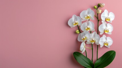 Fototapeta premium Elegant White Orchid Flowers on Pink Background
