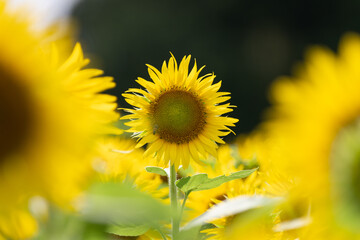 満開のひまわり畑