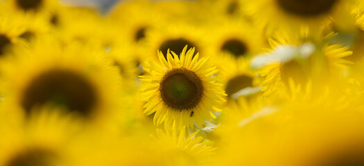 Fototapeta premium 満開のひまわり畑