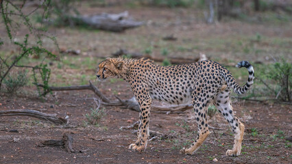 cheetah on the ground