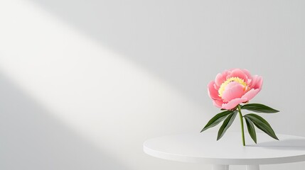Fototapeta premium Minimal floral idea. A delicate pink peony flower on a white table, illuminated by soft sunlight.
