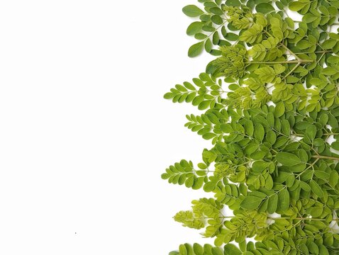 Moringa leaves on white background with negative space for text. Herb medicine plant, Vegetarian cuisine