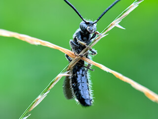 Close up of wasps Tiphiidae