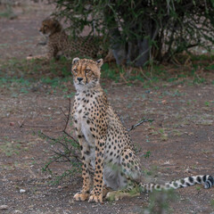 Cheetah in the Bush
