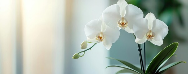 Fototapeta premium Minimal floral concept. A stunning close-up of a white orchid with delicate petals and vibrant details.