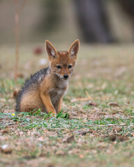 Fototapeta premium Baby Jackal