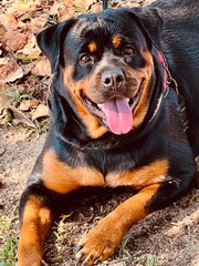 Obraz premium portrait of a dog