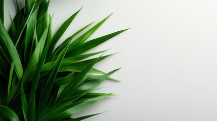 Obraz premium Vibrant Green Leaves on White Background: A Fresh and Natural Image