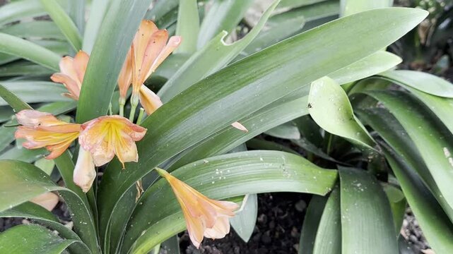 Orange Clivia Miniata Flower Ornamental Plant