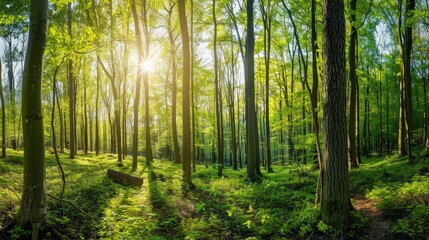 Beautiful forest panorama in spring with bright sun shining through the trees