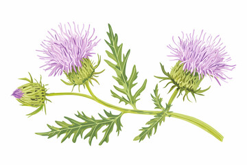 Vibrant Thistle Flower with Green Leaves and Buds on White Background for Botanical Illustrations and Nature Designs