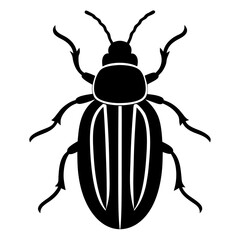 state potato beetle
