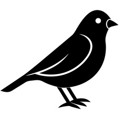 bird on a branch