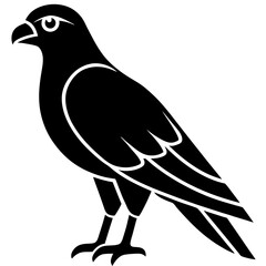 pigeon on a white background