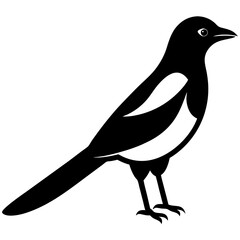 silhouette of a bird