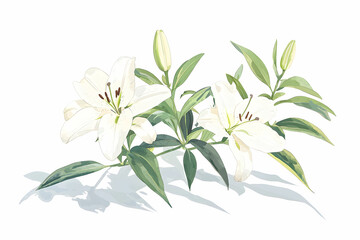 Fototapeta premium Beautiful White Lily Flowers with Green Leaves on a Bright Background for Floral Designs and Nature Illustrations