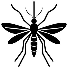 black and white beetle