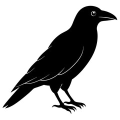 crow on white background
