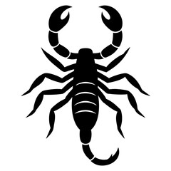 scorpion illustration