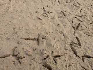 Bird footprints on the mud