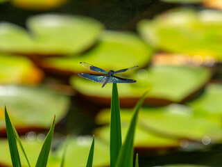 池の葉に止まるチョウトンボ