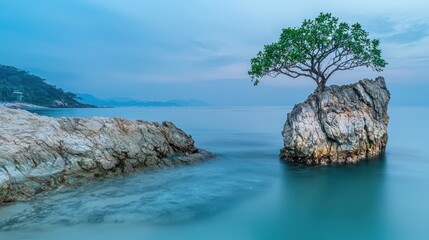 Solitary tree on coastal rock at dawn.