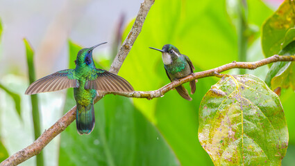 Mexican violetear in flight and a white-throated mountaingem hummingbird perched on a branch in a garden