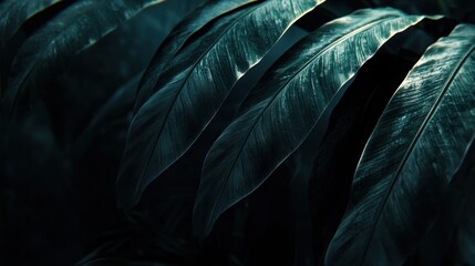 Dark teal tropical leaves background.