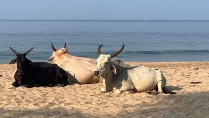 cows in india