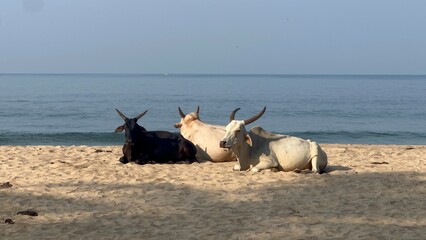 cows in india