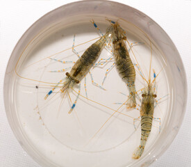 Palaemon elegans sometimes known by the common name rockpool shrimp, is a species shrimp of the family Palaemonidae.