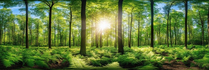 Fototapeta premium Discover the Beauty of a Lush Green Forest Illuminated by Sunlight, With Vibrant Ferns and a Inviting Atmosphere in a Panoramic View