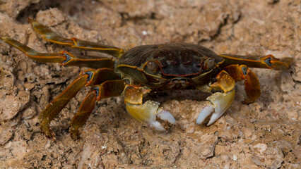 Grapsus albolineatus is a species of decapod crustacean in the family Grapsidae. Crab, on a reef rock. Fauna of the Sinai Peninsula.