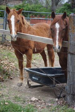 JOHNSON, ARKANSAS USA - MARCH 30TH, 2024: THE HORSE THAT LIVES ON THE HILL
