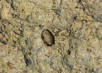 Acanthopleura haddoni, tropical species of chiton. The fauna of the Red Sea. A marine molluscs on a rock.