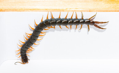 Scolopendra cingulata, also known as Megarian (Mediterranean) banded centipede.