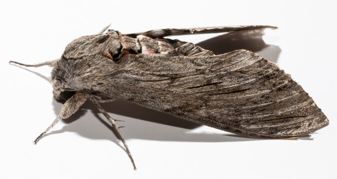 Agrius convolvuli, the convolvulus hawk-moth, is a large hawk-moth. A female adult insect (imago) on a white background.