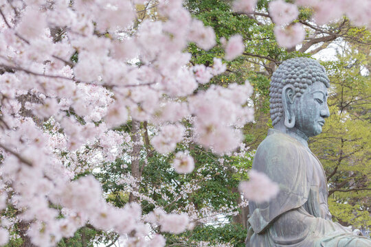 a huge buddhism statue and fully blooming japanese cherry blossom sakura in hokkekyo temple in ichikawa city