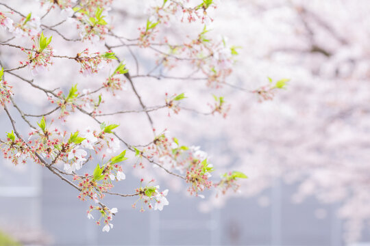 blooming japanese cherry blossom sakura with green fresh leaves in hokkekyo temple in chiba prefecture