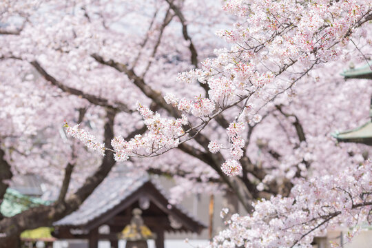fully blooming japanese cherry blossom sakura in hokkekyo temple in chiba prefecture