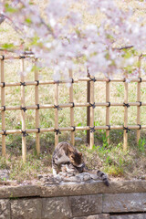 a japanese stray cat sitting on the grass beside the bamboo fences and fully blooming cherry blossom in hokkekyo temple in ichikawa city