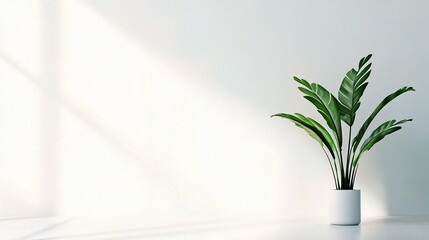 Simple Minimalist Plant Design on White Background with Shadows