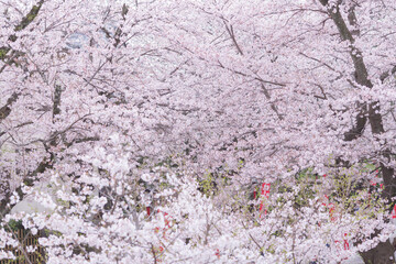 fully blooming japanese cherry blossom sakura in hokkekyo temple in chiba prefecture