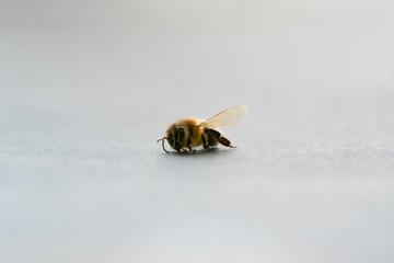 ミツバチの亡骸