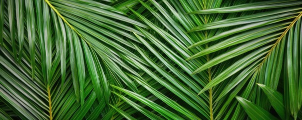 Greenery palms idea. Lush green palm leaves create a vibrant, natural backdrop for any project.
