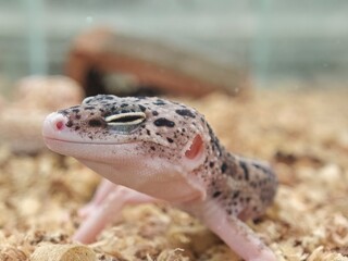 gecko smiling while taken photo