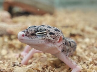 close up of a lizard