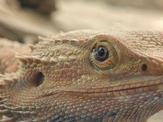 close up of a lizard
